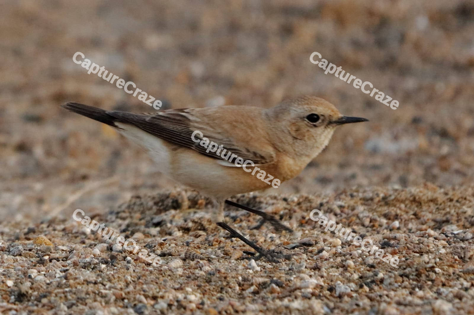 Bluethroat bird on the ground